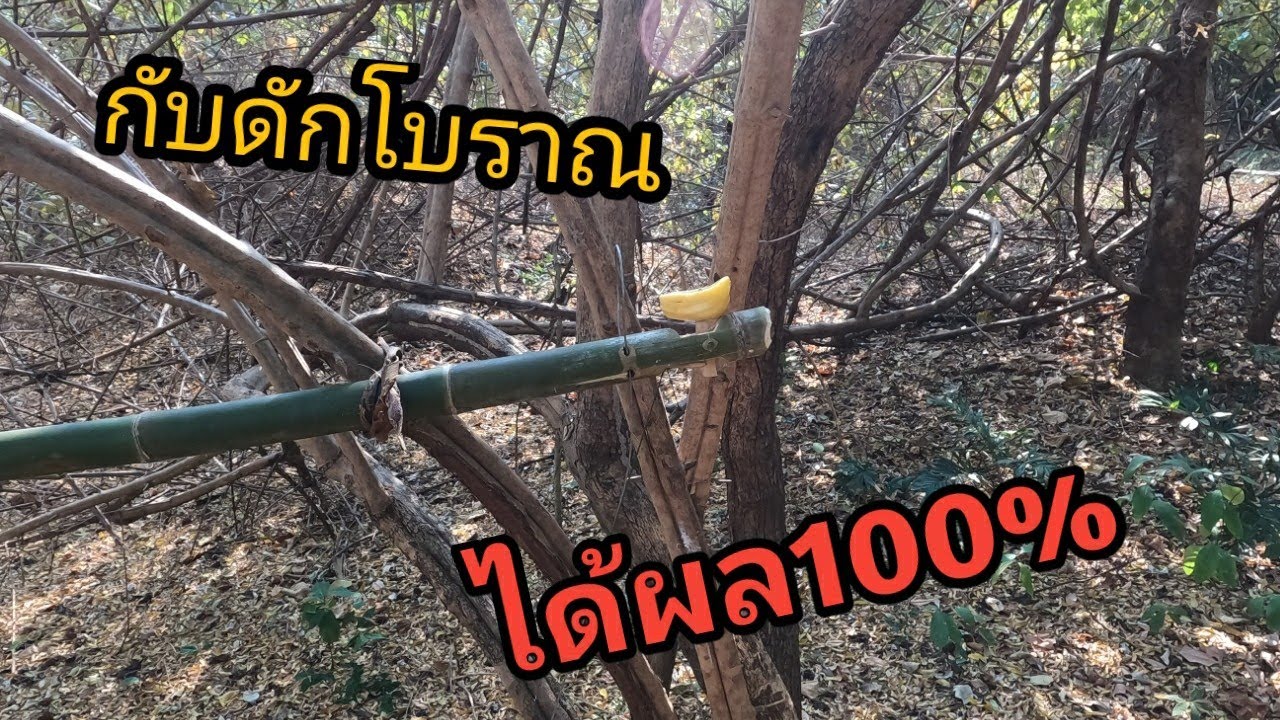 #กับดักกระรอก แบบโบราณภูมิปัญญาชาวบ้านในการหาอยู่หากิน ได้ตัว100% หากินแบบวิถีอิสาน hunting