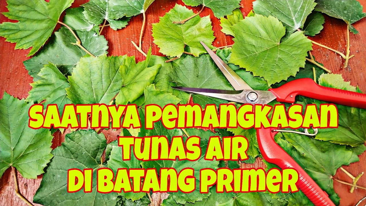 Pemangkasan Tunas Air di Batang Primer Anggur Jupiter