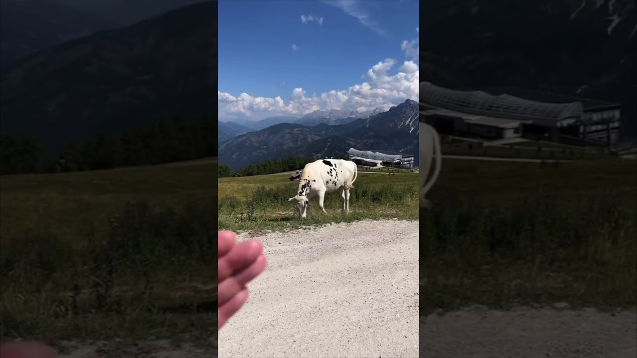 #kühe