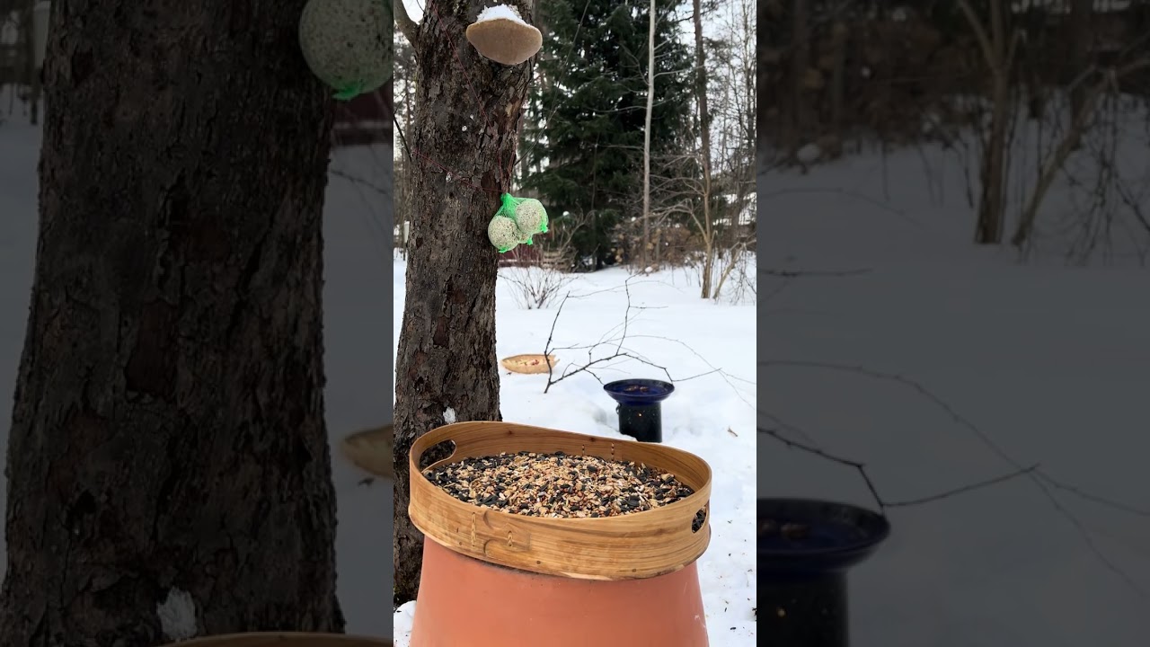 Winter Feeding of Wild Birds in Latvia — Day 1 ❄️🐦