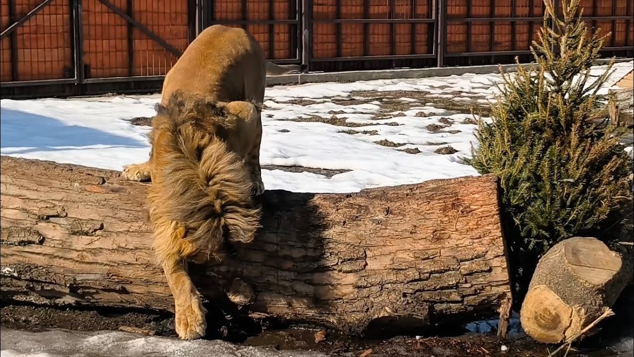 Видео не для впечатлительных 🔞 #lion #bigcat #шерхан #животные #минскийзоопарк #animals #zoo 