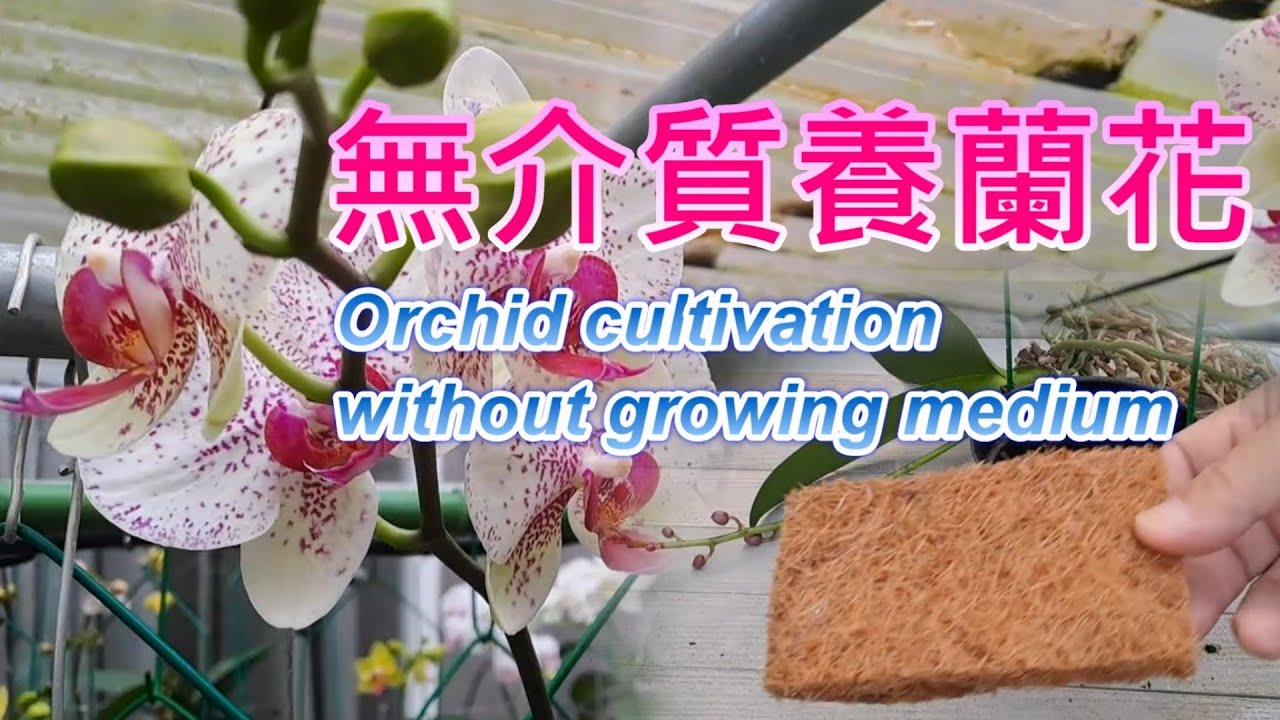 【犀利小農莊69】20251204 蘭花無介質養護探討!要如何辦到?A Discussion on Orchid Cultivation Without Growing Medium!