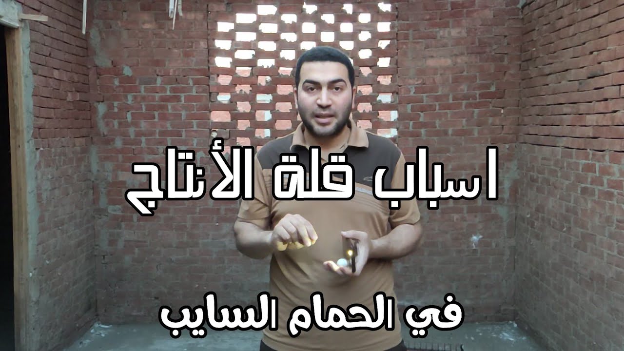 اسباب قلة الأنتاج في الحمام السايب