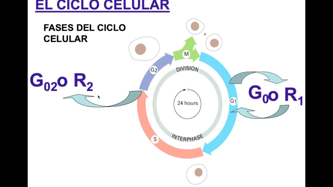 El Ciclo Celular: interfase