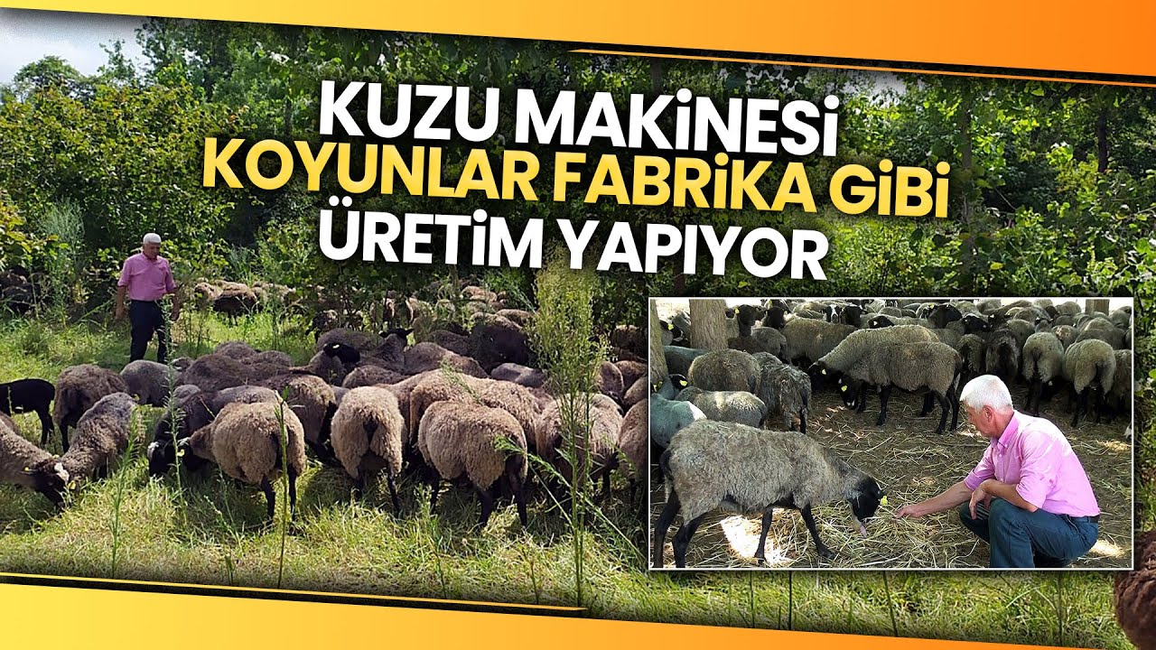 Yöneticiliği Bırakarak Romanov Koyun Yetiştirmeye Başladı