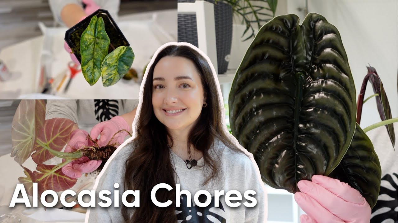 Alocasia Chores | New Repots, a Rehab, & Some Updates 🌿
