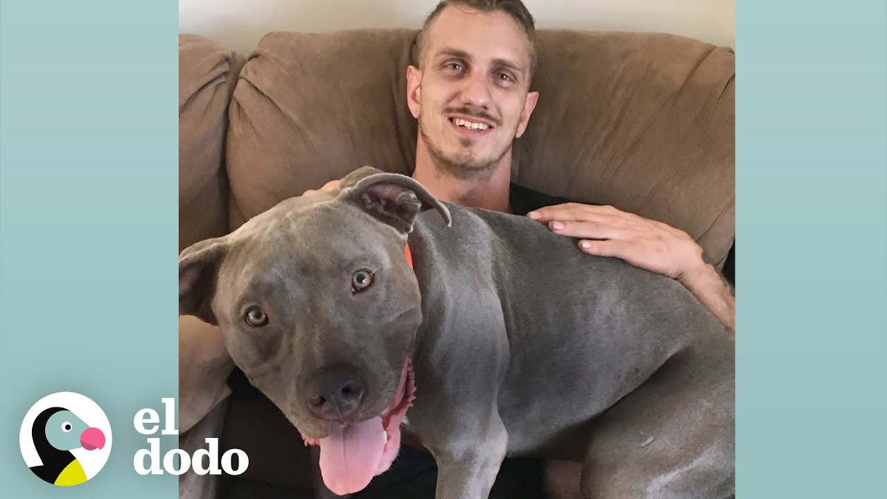 Perrita rescatada se convierte en la consentida de papá I El Dodo