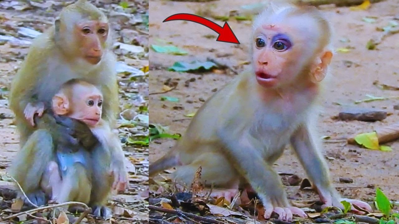 Good job, monkey Rainbow,, take care of baby monkey Lynx.🥰