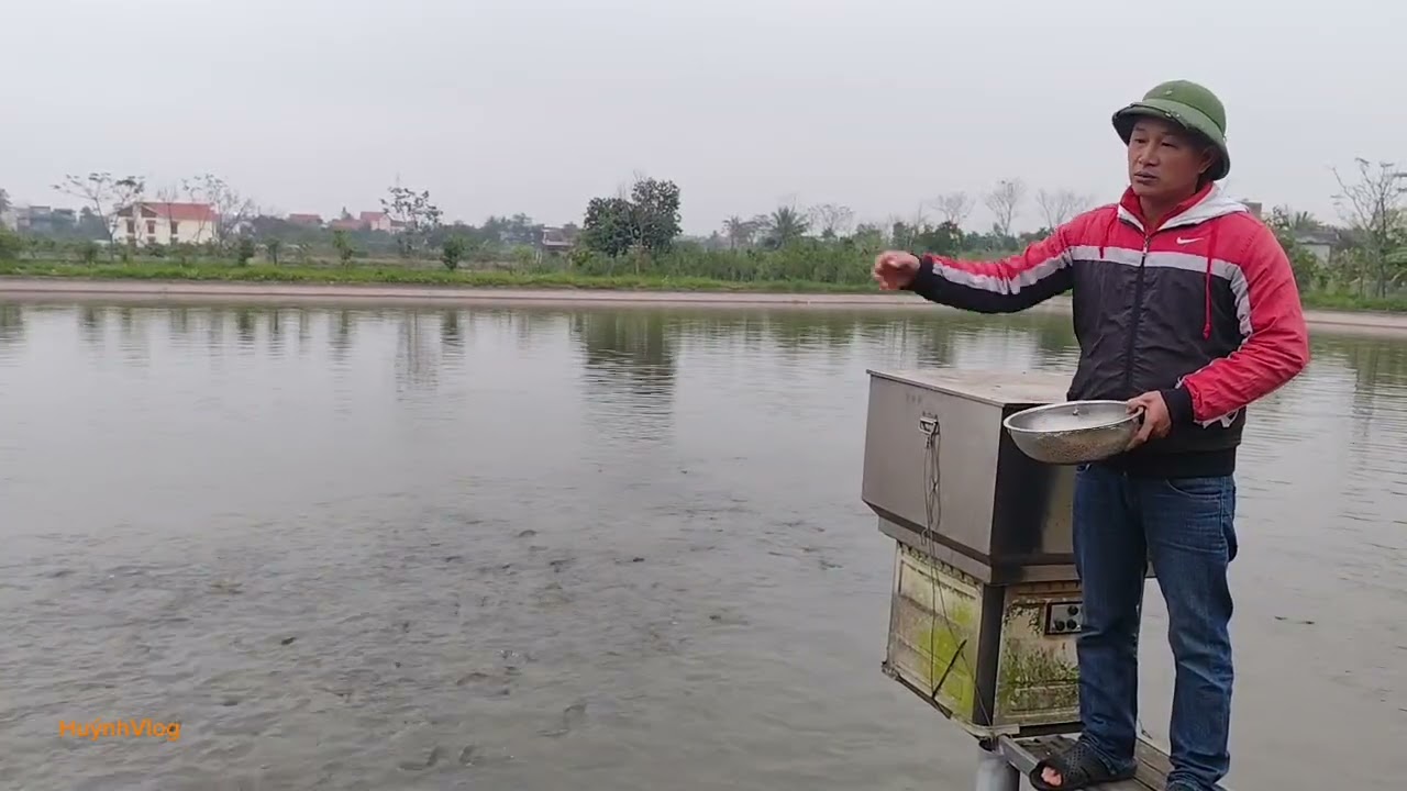 Cá trắm cỏ những biểu hiện thường gặp cá  bị đen người đen thân.