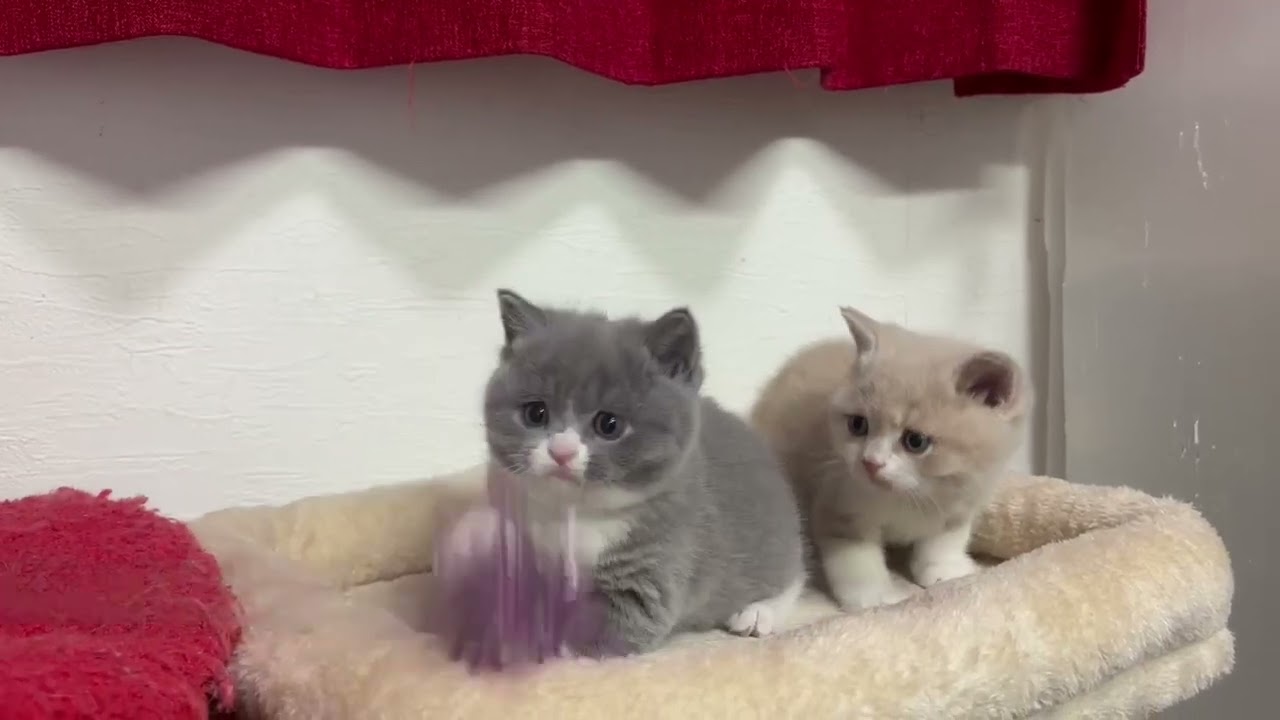 ブリティッシュ　キュラベビー3匹