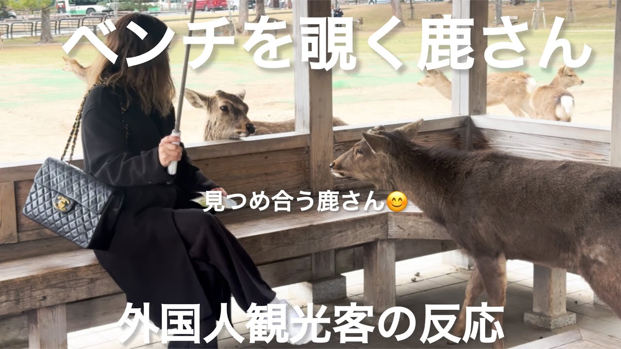 ベンチを覗く鹿さんと見つめ合う鹿さん😊外国人観光客の反応🦌NARA  PARK