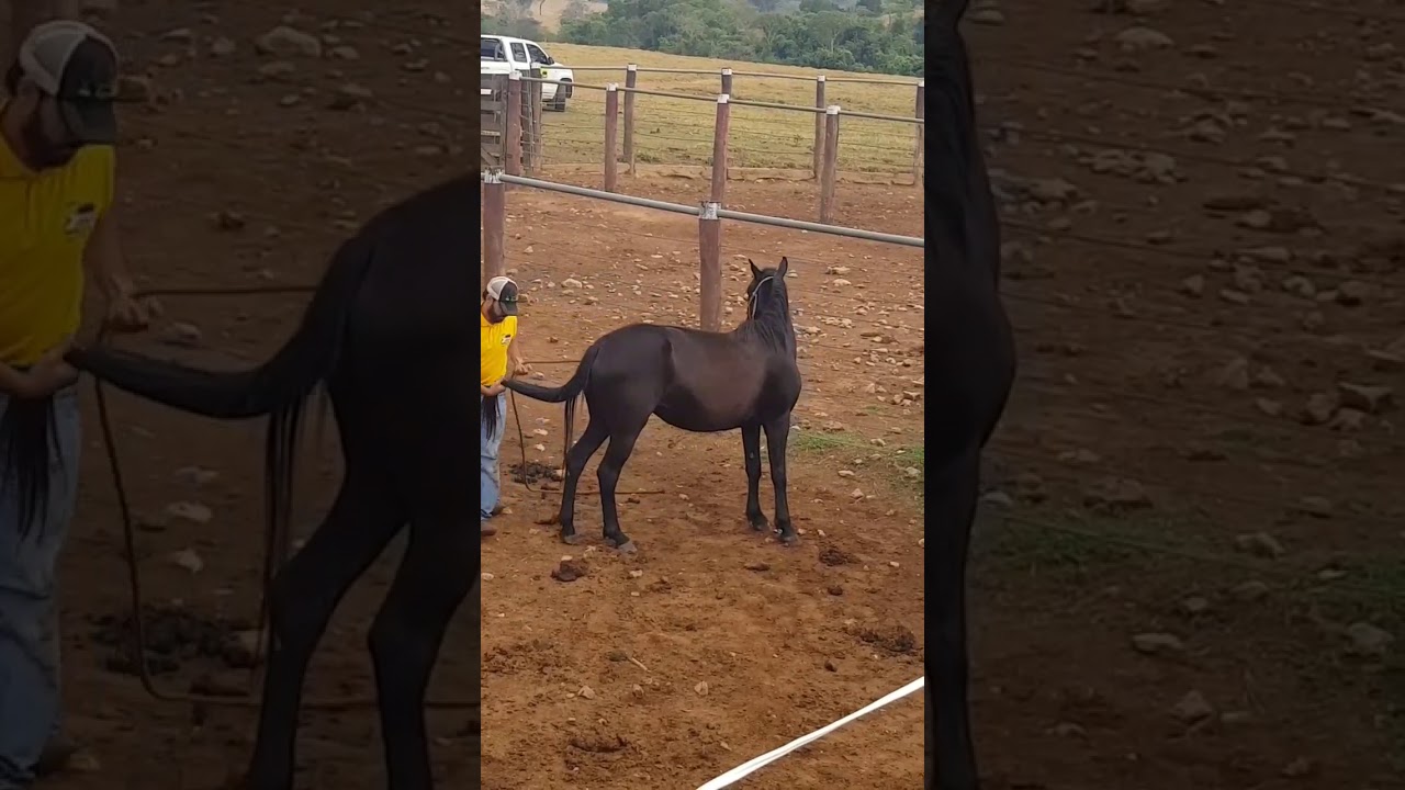 How to control a horse #horsecontrol #horse #controlhorse
