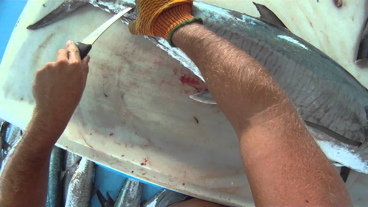 How to Fillet King (Spanish) Mackerel