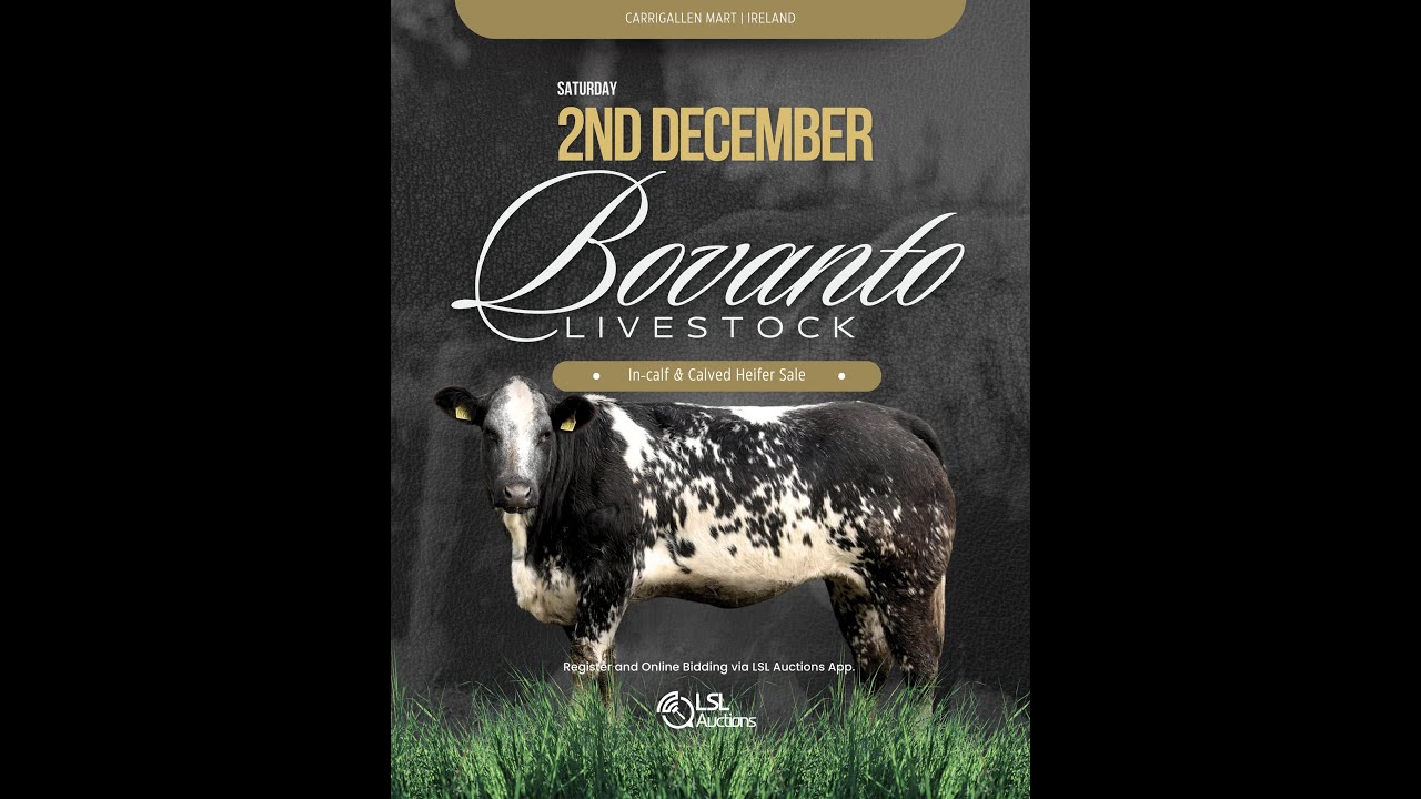 Bovanto Livestock In-calf & Calved Heifer Sale