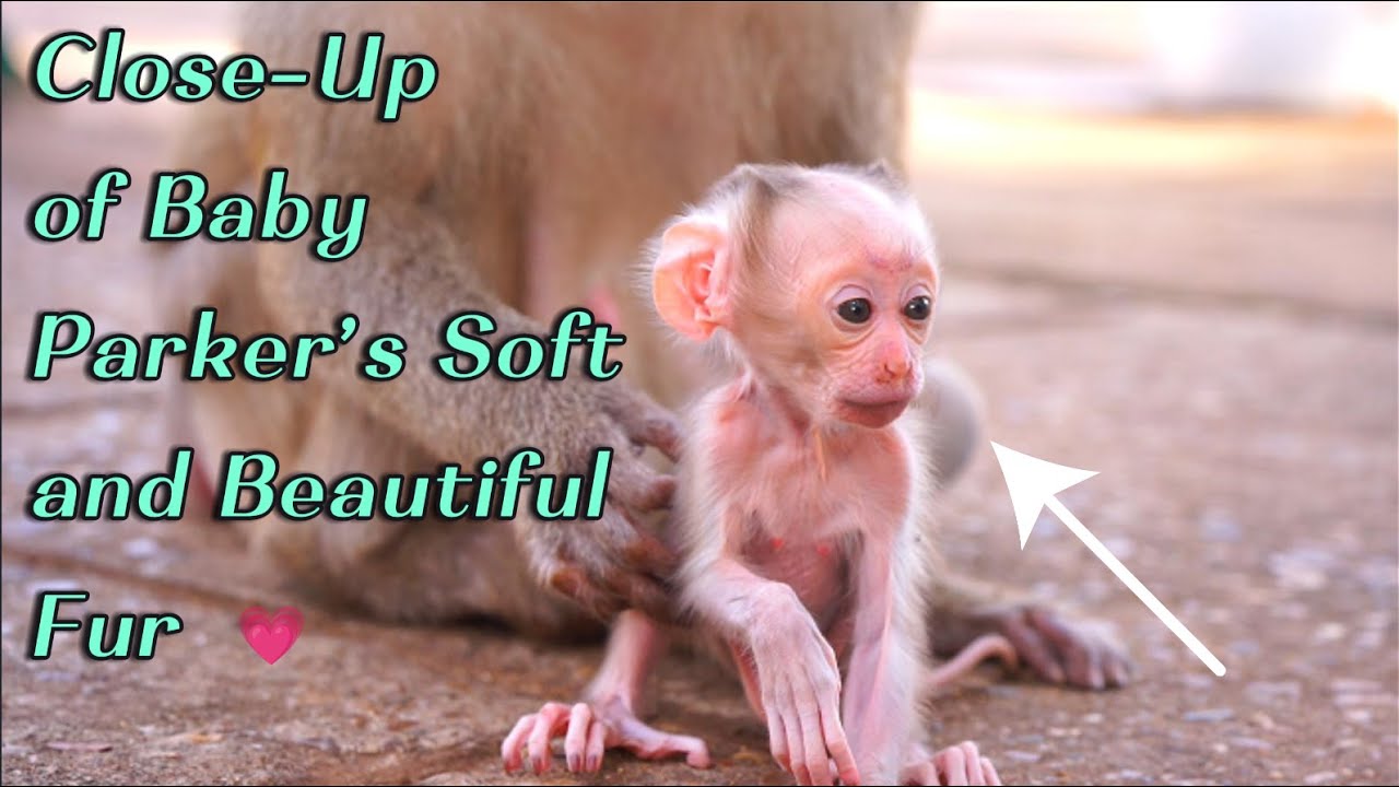 Baby Monkey Parker Learning to Walk Slowly  Mama Pinka&rsquo;s Love and Care in Close-Up