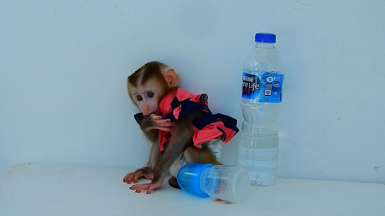 Little Bunny not happy wanted glue dad all the time, Dad put her on table waiting to take milk box.