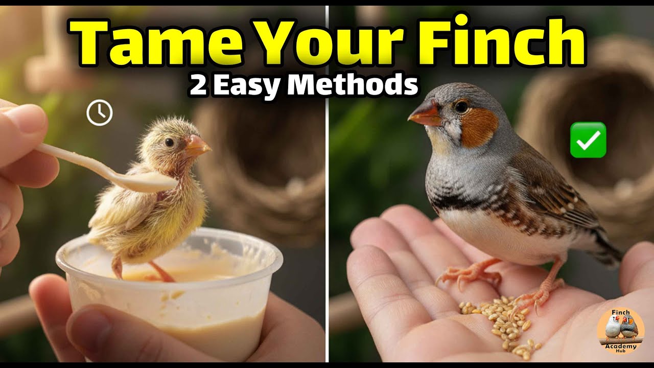 How to Tame a Finch &mdash; 2 Proven Methods (Hand-Raise & Hand-Feed)