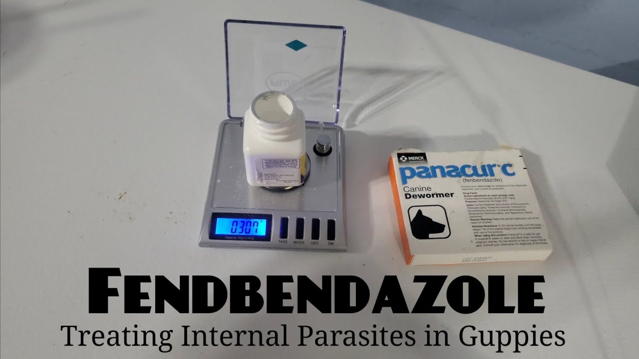 Fenbendazole - Treating Internal Parasites in Guppies