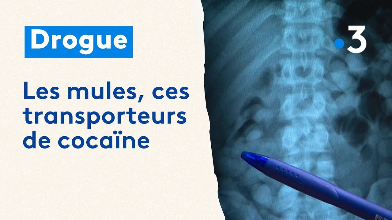 Les mules : des femmes et des hommes qui transportent de la drogue en l'ingérant