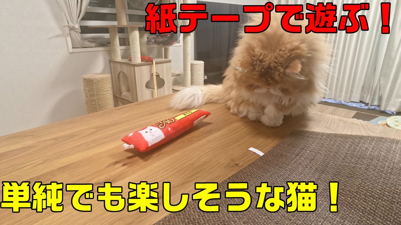 こんな単純な紙テープでも楽しそうに遊ぶ猫
