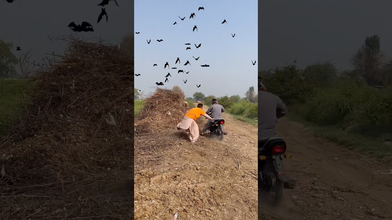Forest Hunting For Sparrows 🐦&zwj;⬛#wild#birds #sparrow #humor #usa