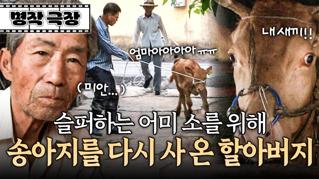 소를 자식처럼 사랑한 할아버지, 미안한 마음에 내린 결단 | 사노라면 명작극장