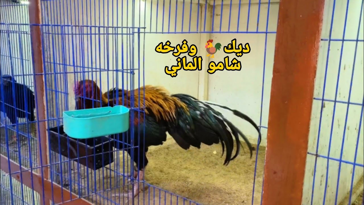 متع نظرك يا غاوي 😱 هعرض لكم اليوم ديك 🐓 ودجاجه شامو الماني 🌶️💯🎉