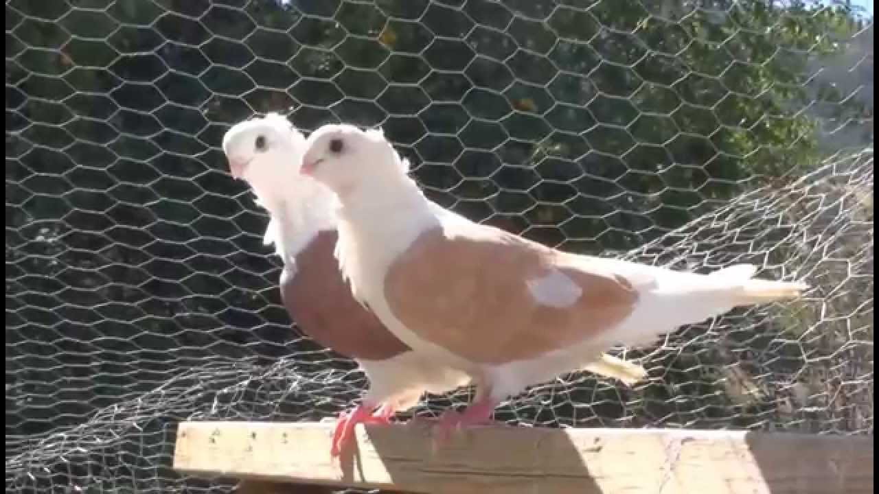 Our Large Outdoor Aviary for Pigeons, Quail and a Duck :)