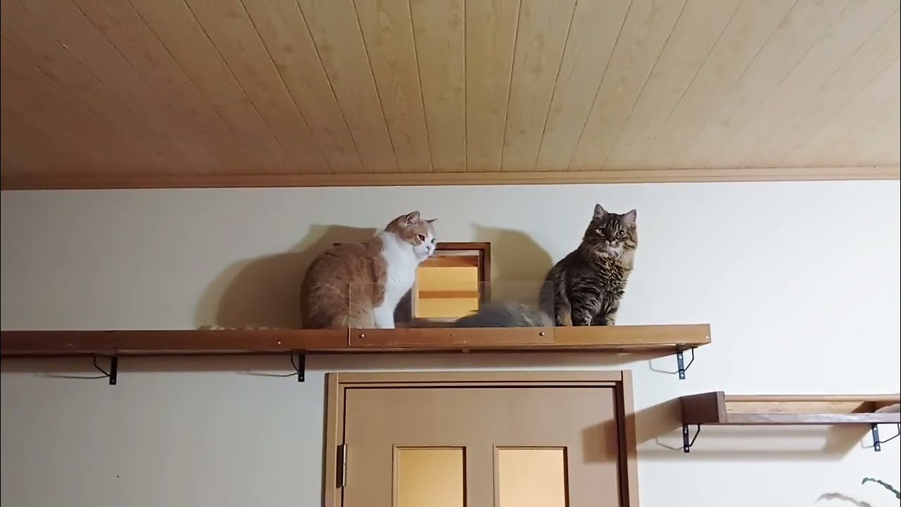 【DIY】キャットウォーク　壁をくり抜いて猫用の通路を作ってみた