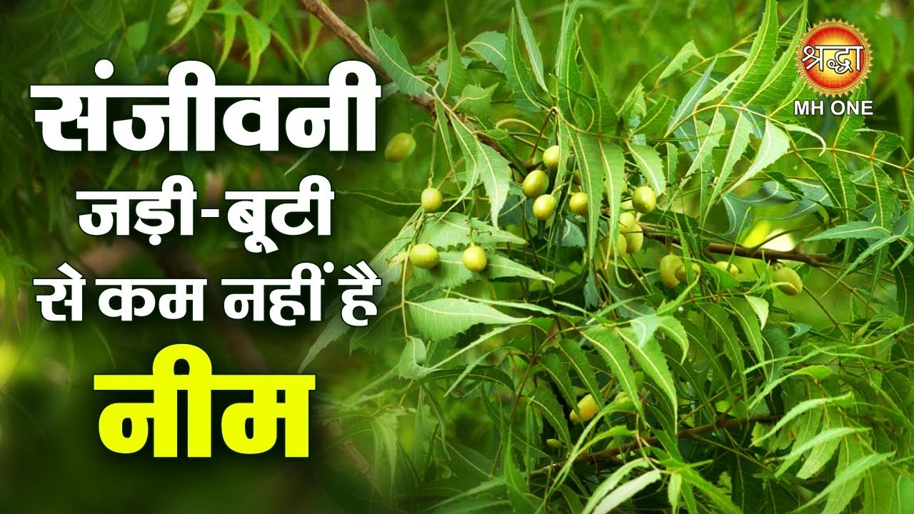 संजीवनी जड़ी-बूटी से कम नहीं है नीम | Neem ke Fayde | Neem Tree Benefits | Gharelu Nuskhe
