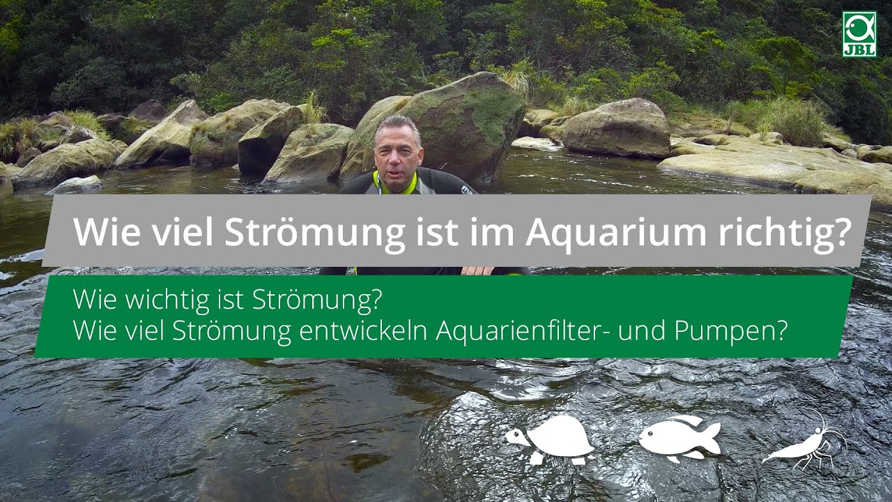 JBL TV #14: Str&ouml;mung im Aquarium. Wie viel ist richtig? Wie wichtig ist Str&ouml;mung?