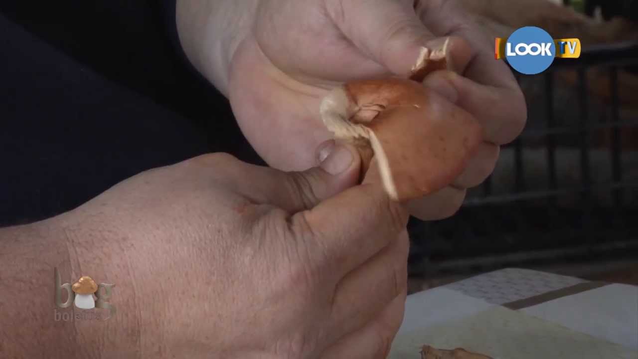 Big Boletus ne prezintă câteva ciuperci periculoase / otrăvitoare