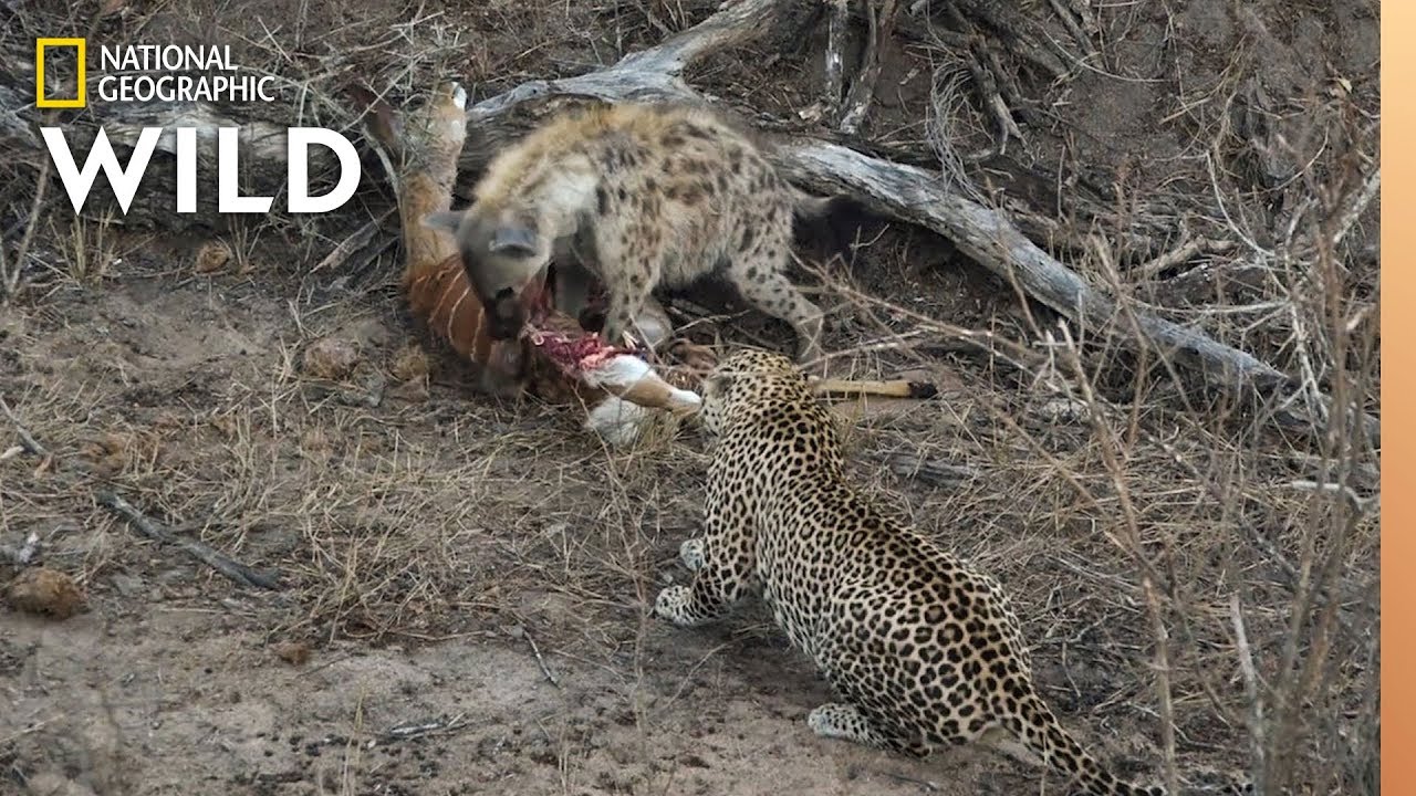 Hyena and Leopard Share a Meal&mdash;Before a Surprise Upsets Truce | Nat Geo Wild