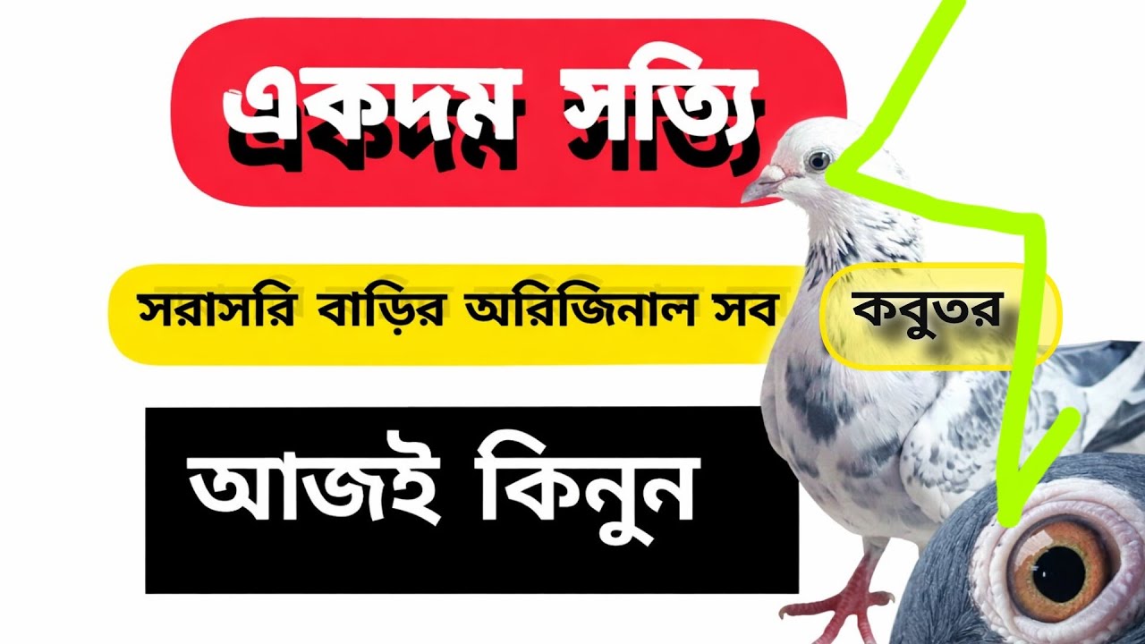 সবই 🔥 না দেখলে মিস 😱#pigeon #kabootar #please_subscribe_my_channel 