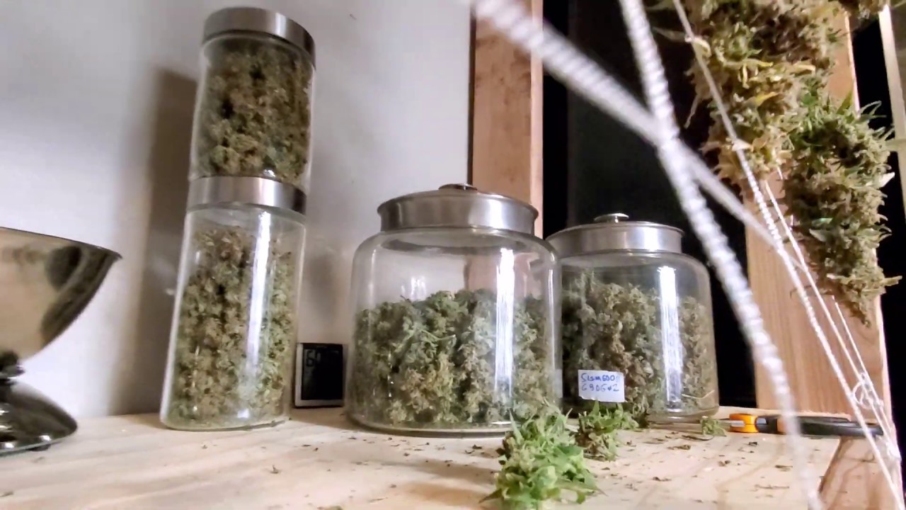 HeavyWeight Yields of Amazing Bud Quality - Slim600h Harvest - plants 4 & 5 chopped