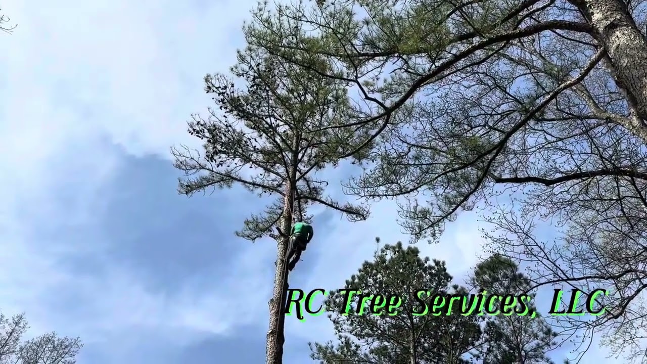 Pine Tree Removal in Madison, AL | RC Tree Services, LLC