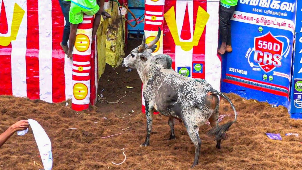 Alankanallur Jallikattu 2025 (100) Best Bulls | அலங்காநல்லூர் ஜல்லிக்கட்டு 2025 (100) சிறந்த காளைகள்