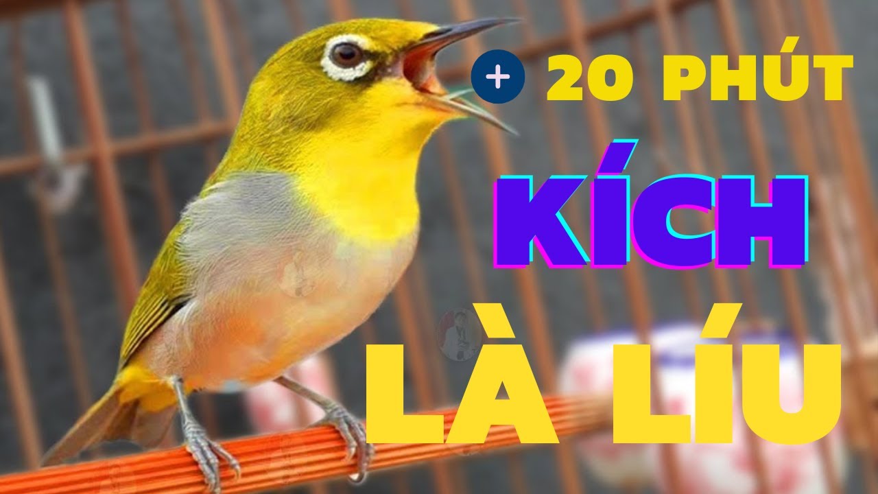 Khuy&ecirc;n l&iacute;u k&iacute;ch bổi | SI&Ecirc;U HAY K&iacute;ch lửa v&agrave;nh khuy&ecirc;n l&iacute;u đấu | V&agrave;nh khuy&ecirc;n l&iacute;u đấu. khuy&ecirc;n l&iacute;u