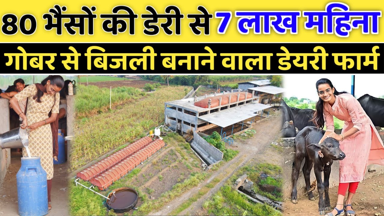 80 भैंसों के फार्म से 7 लाख महीना || 80 buffalo successful Dairy Farm || Shraddha Dairy Farm