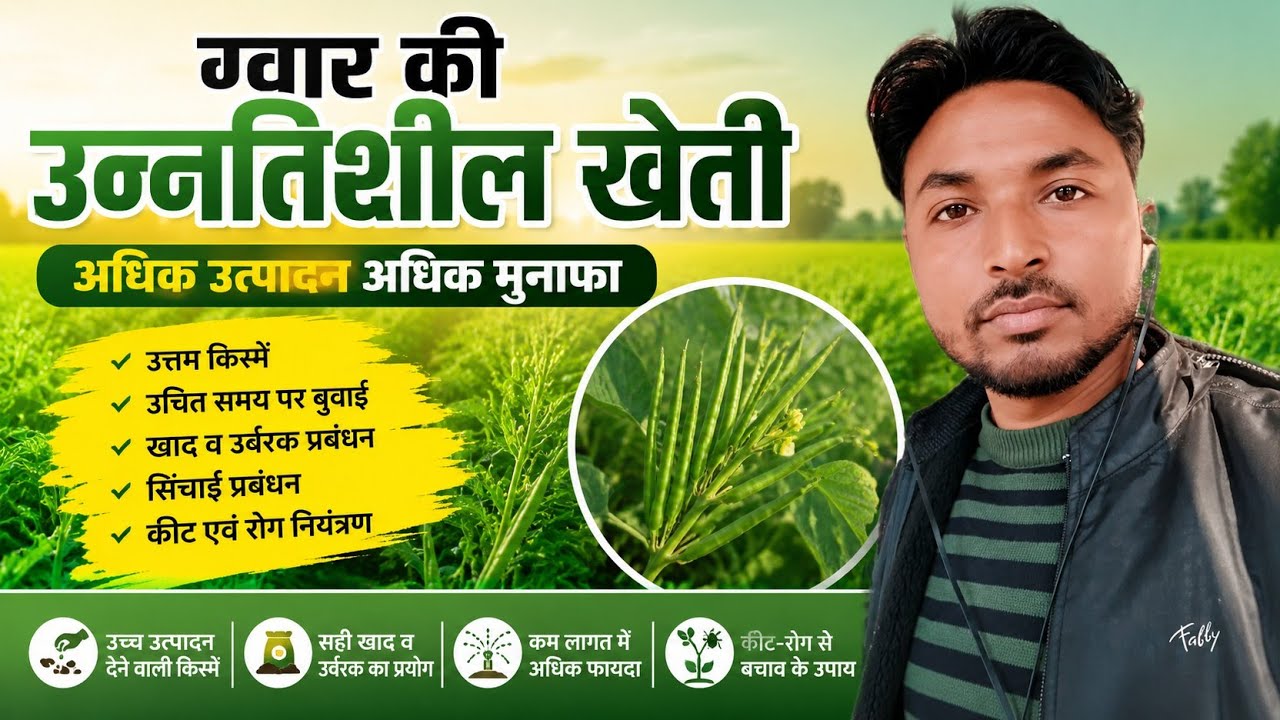 ग्वार की उन्नतिशील खेती कैसे करें।farming of guar crop.