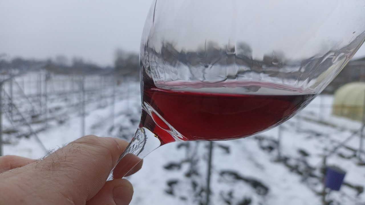 Новинка сезону: вино із Неббіоло (Nebbiolo)