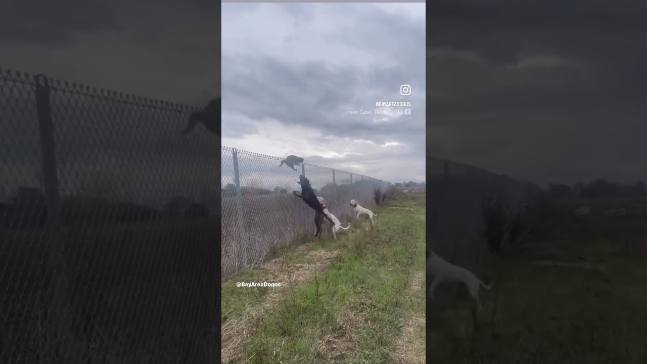 Aggressive Feral cat vs Hunting Dogs! #dogoargentino #belgiummalinois #mastiff