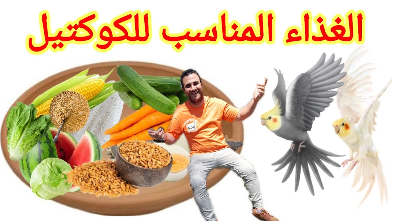 ماذا يأكل الكوكتيل فى مختلف مراحل حياته👌 كروان - كالوبسيت