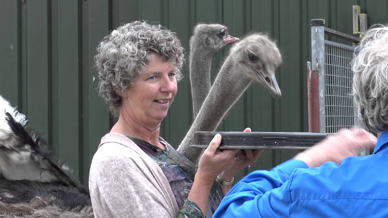 21 mei 2016    Bezoek Struisvogel Houderij ( Boerakker  Gr.)