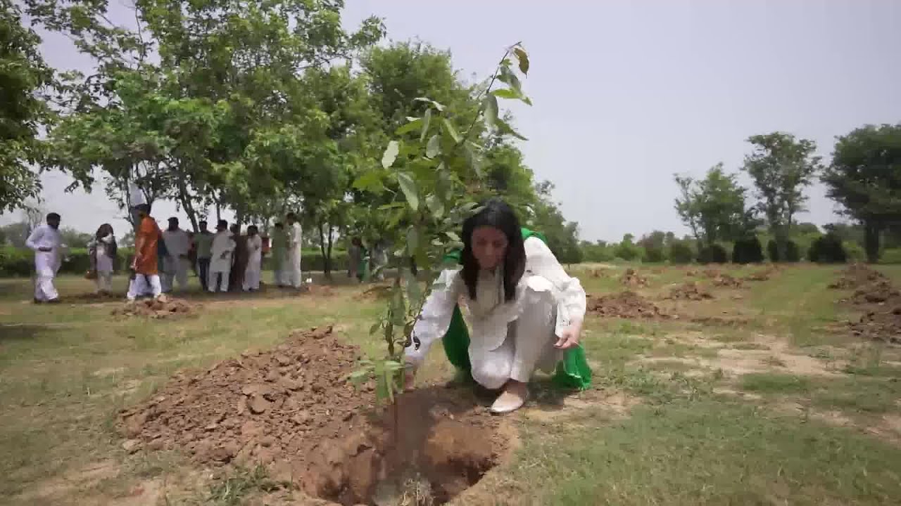 Planted Trees By Game District