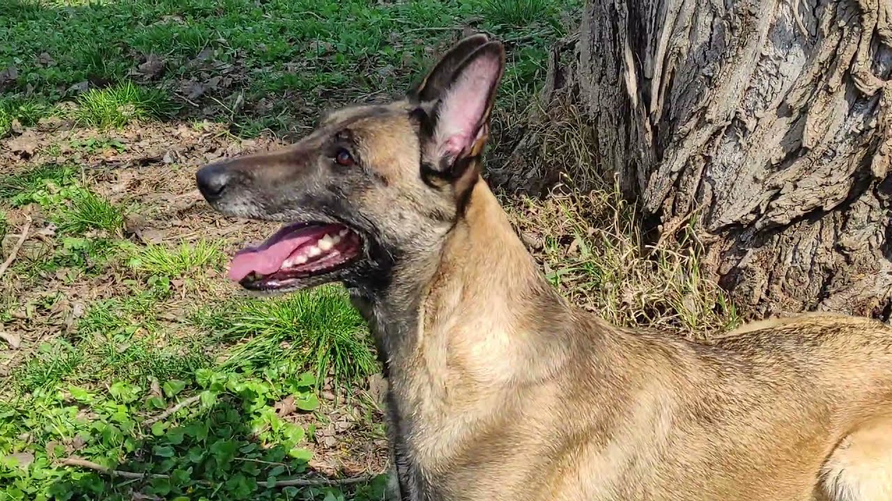 Pastore Belga Malinois, Addestramento ed Educazione Cinofila con Aurora Marinaccio (Prima Parte)