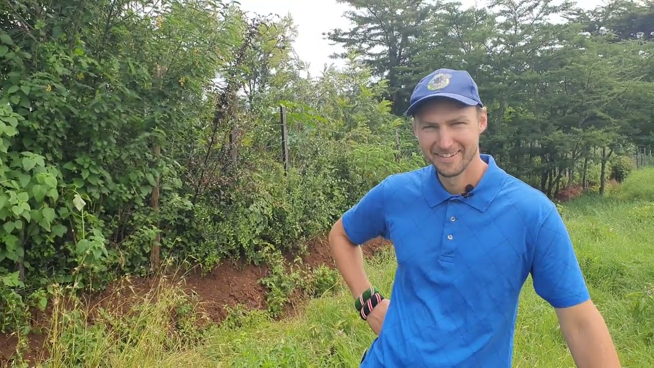 Live fence design - shamba ya Lemayian