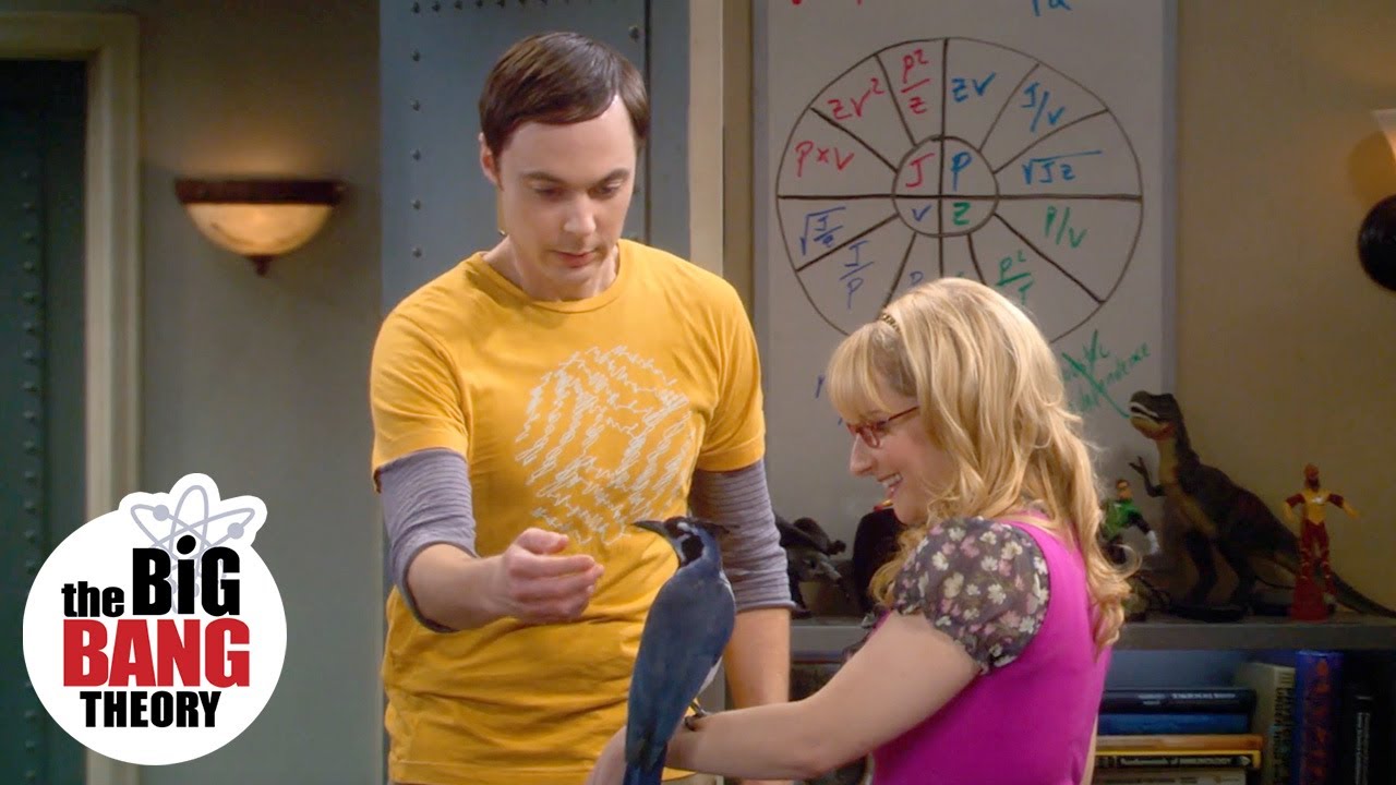 Sheldon Faces His Fear of Birds | The Big Bang Theory
