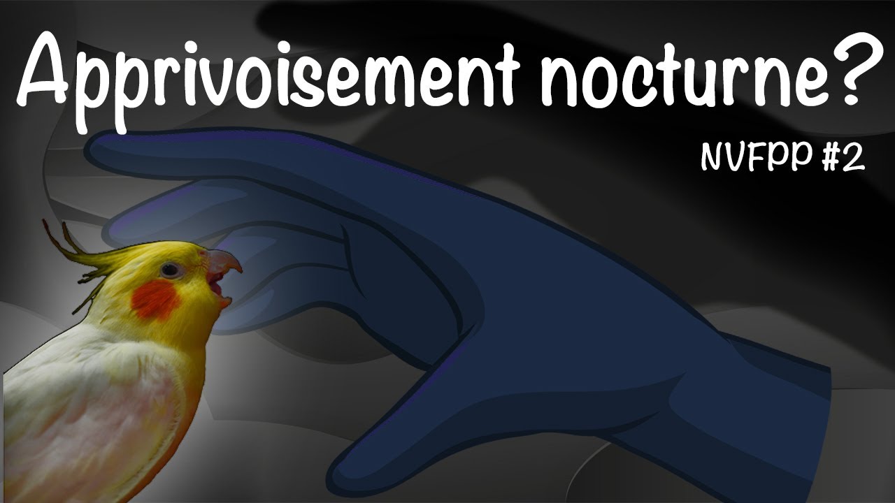 Apprivoiser un perroquet dans le noir??? NVFPP #2
