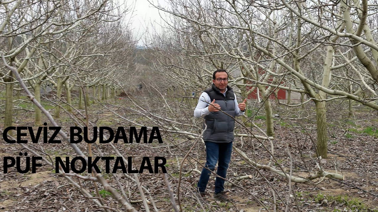 Ceviz Budama Püf Noktalar ? I CEVİZ DANIŞMANI ENDER ŞENER